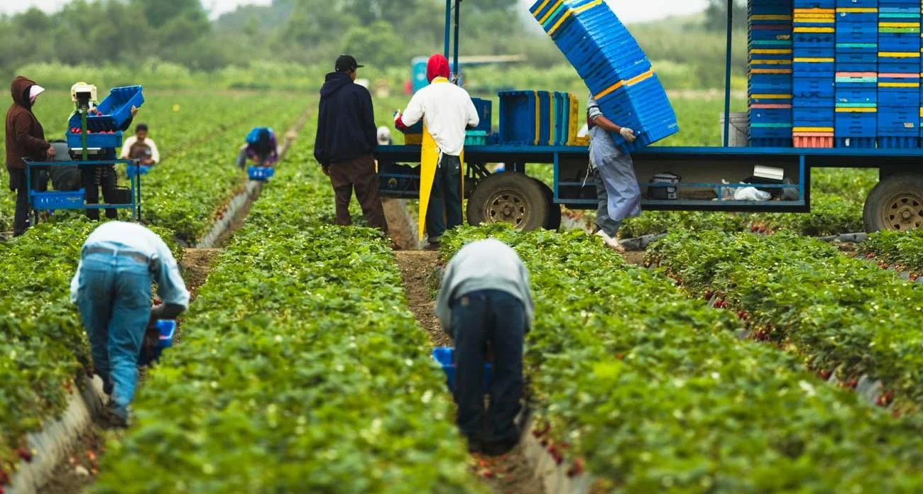 Farm Jobs in Italy 2026: Visa Sponsorship, Salary, Requirements, and How to Apply